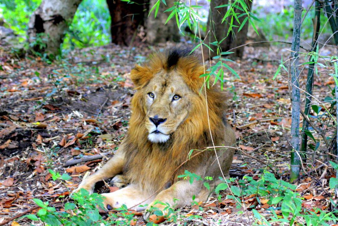 Bannerghatta Biological Park